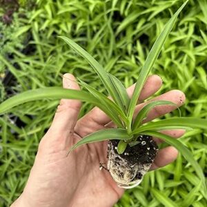 Green Spider Plant Starter for Home