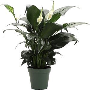 Greenhouse Peace Lily Live Indoor Plant