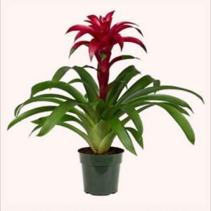 Guzmania Bromeliad in 6" Pot