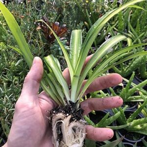 Hawaiian Spider Plant Starter Duo