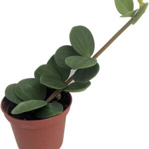 Hope Peperomia Houseplant in 2.5" Pot