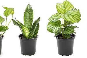 Indoor Houseplant Collection: Snake Plant, Pothos