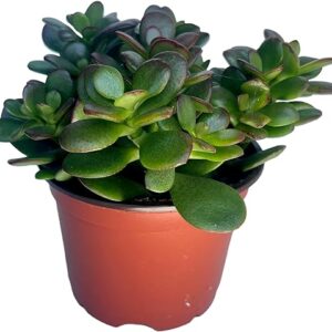 Jade Plant - Easy to Grow