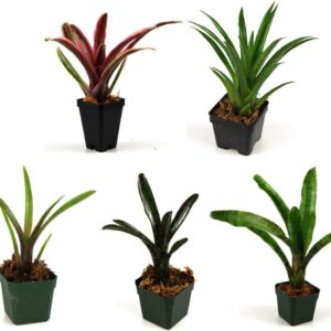 Josh's Frogs 5-Plant Bromeliad Bundle