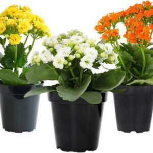 Kalanchoe Live Succulents - 3 Pack