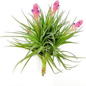 Large Flowering Tillandsia Rose BAER Plant