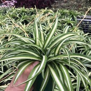 Large Healthy Spider Plant for Home/Office