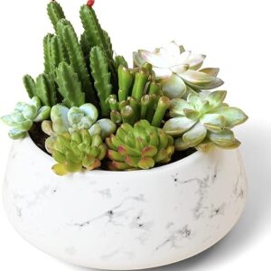 Large Succulent Planter Pot with Drainage