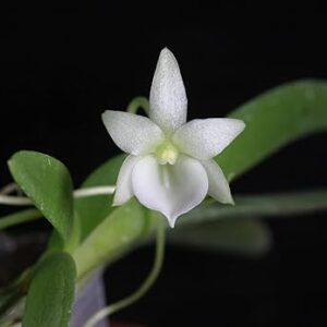 Leon's Angraecum Live Orchid