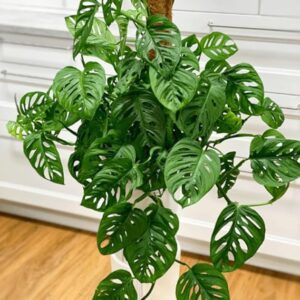 Live Monstera Plant for Indoor Gardening