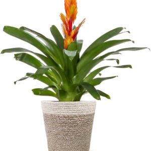 Live Orange Bromeliad Plant in Jute Pottery