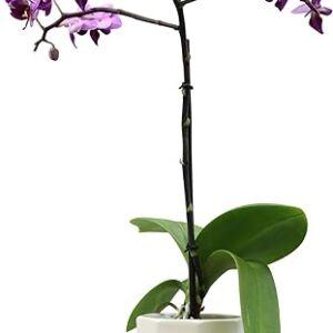 Live Orchid Plant Lover Gift Set