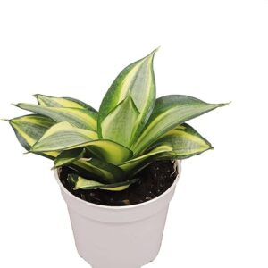 Live Sansevieria Snake Plant (4 inch)