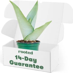 Live Snake Plant, Easy Care, 4-inch