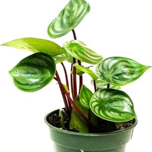 Live Watermelon Peperomia Succulent Plant Gift