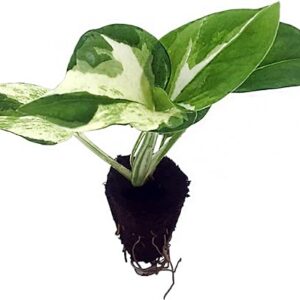 Manjula Pothos Plant Starter