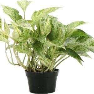 Marble Queen Pothos Indoor Plant