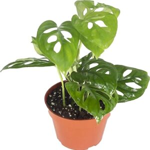 Monstera Adansonii Indoor Houseplant - 4" Pots