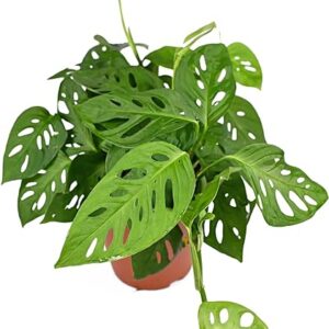 Monstera Adansonii Trailing Indoor Plant