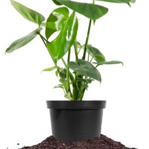 Monstera Deliciosa in 6in. Grower's Pot