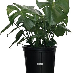 Monstera Deliciosa Live Indoor Plant