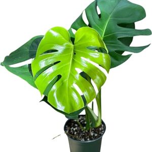 Monstera Deliciosa Live Plant in 4" Pot