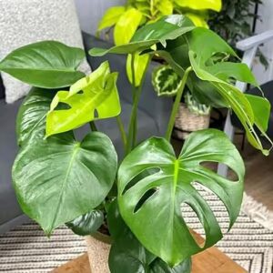 Monstera Deliciosa Seeds for Beautiful Gardens