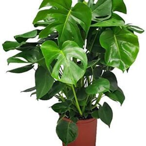 Monstera Deliciosa Swiss Cheese Plant