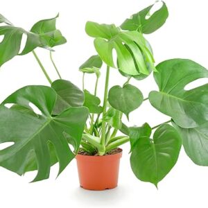 Monstera Deliciosa Swiss Cheese Plant