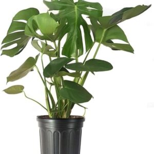 Monstera Plant with Split Leaf Philodendron