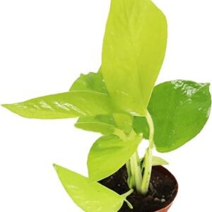 Neon Pothos from California Tropicals