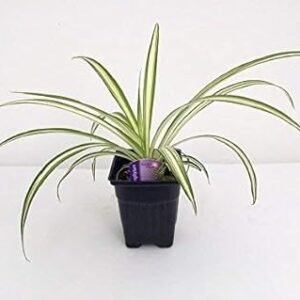 Ocean Spider Plant - Easy Grow, Air Cleansing