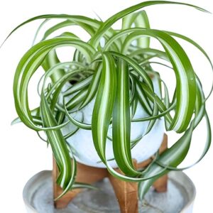 Organic Bonnie Curly Spider Plant - 4''