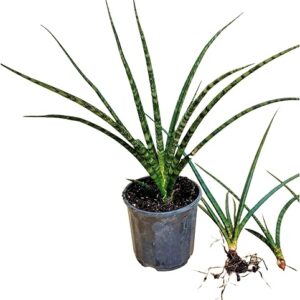 Organic Snake Plants Fernwood Mikado