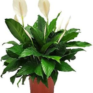 Peace Lily - 3 Gallon Planter