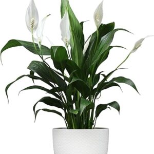 Peace Lily in White Pot Gift