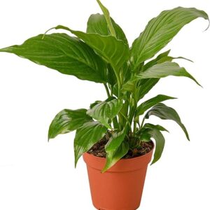 Peace Lily Live Plant in Various Sizes