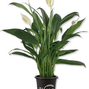 Peace Lily Live Starter Plant