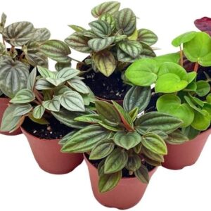 Peperomia Assortment: 6 Varieties in 2" Pots