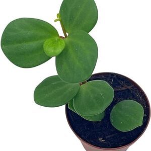 Peperomia Hope in 2" Pot