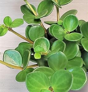 Peperomia Hope Plant in 3" Nursery Pot