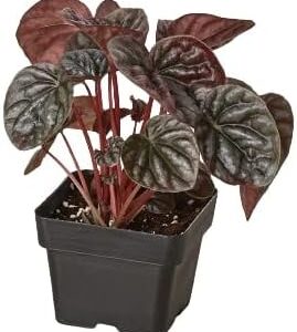 Peperomia 'Ripple Red' - 3" Pot