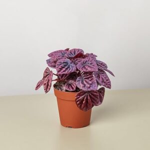 Peperomia 'Ripple Red' 4" Pot Live Plant