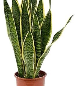 Sansevieria Laurentii Live Houseplant, 6" Pot