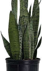 Sansevieria Zeylanica Snake Plant in Pot