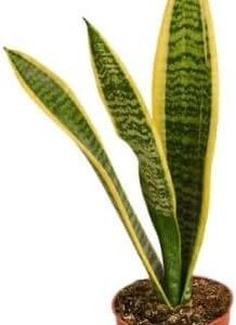 Small Snake Plant in 3-inch Pot