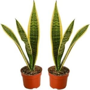 Snake Plant 2-Pack, 8"-12" Tall