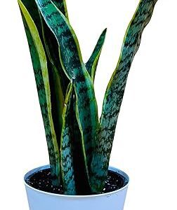 Snake Plant Set with White Pot