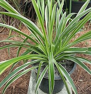 Spider Plant Bare Rooted 4-6 Tall