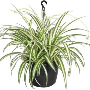 Spider Plant in 10" Pot, Green-Yellow